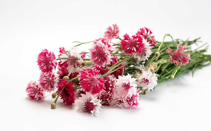 Cornflower pink and white mix - 200 seeds