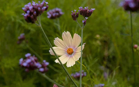 Cosmos Apricot Lemonade - 50 seeds