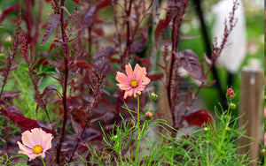 Cosmos Apricotta - 50 seeds