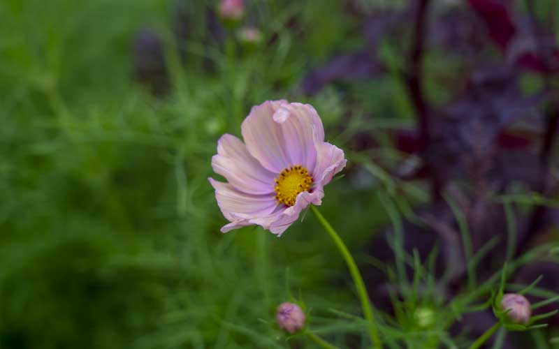 Cosmos Apricotta - 50 seeds