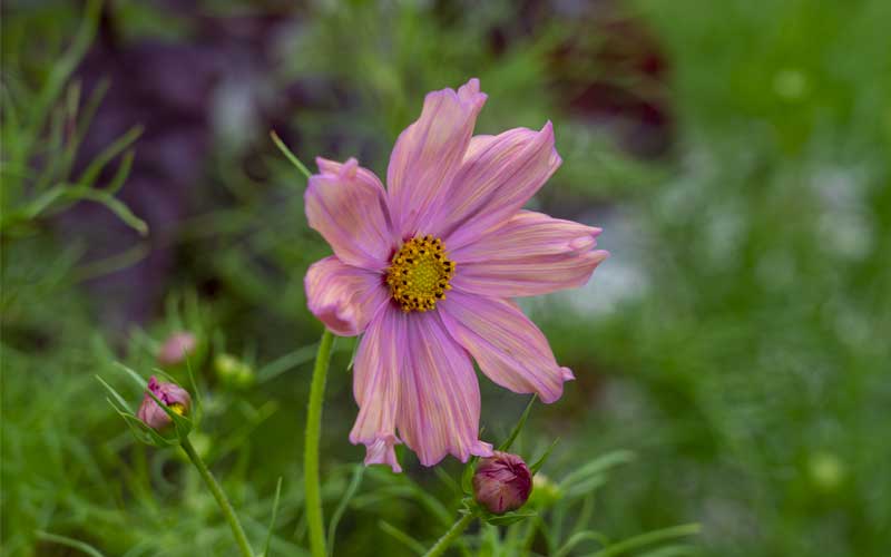 Cosmos Apricotta - 50 seeds