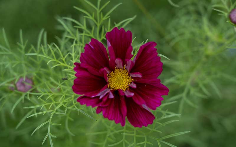 Cosmos Double Click Cranberries  50 seeds