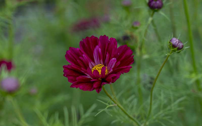 Cosmos Double Click Cranberries  50 seeds