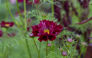 Cosmos Double Click Cranberries  50 seeds