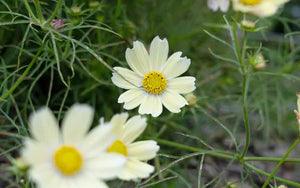 Cosmos Lemonade - 50 seeds