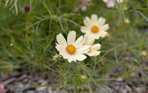 Cosmos Lemonade - 50 seeds