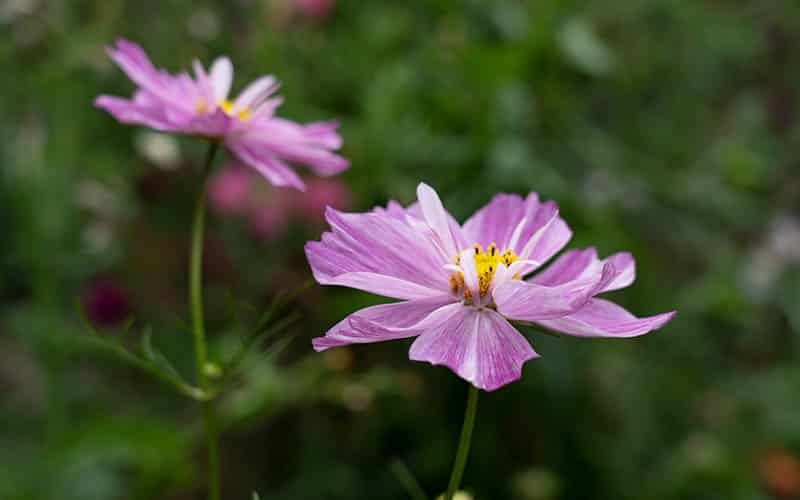 Cosmos Rosetta - 50 seeds