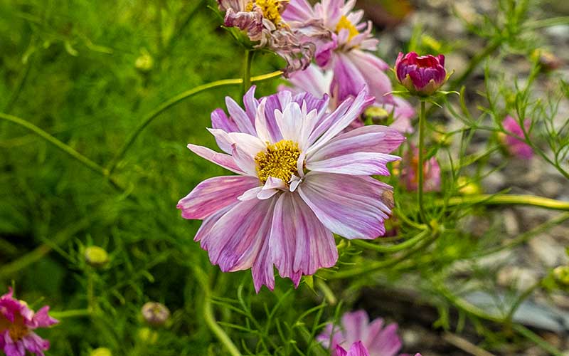 Cosmos Rosetta - 50 seeds