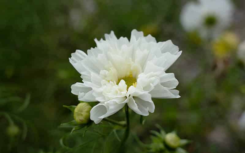 Cosmos Sneeuwwolk - 50 zaden