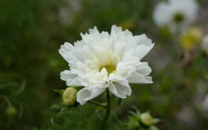 Cosmos Snow Puff - 50 seeds