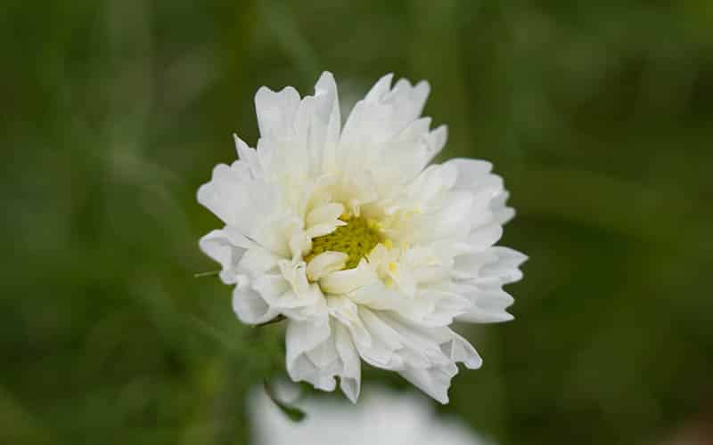 Cosmos Snow Puff - 50 seeds