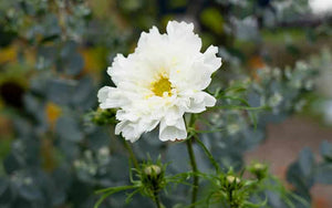 Cosmos Snow Puff - 50 seeds