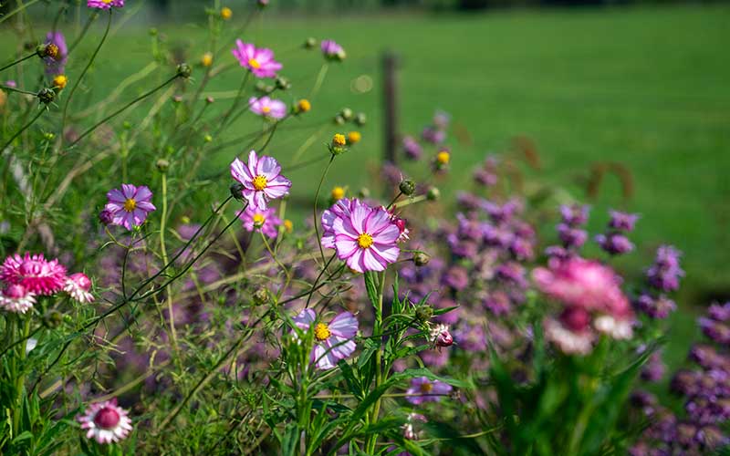 Cosmos Tip Top - 50 seeds