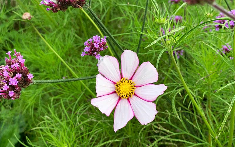 Cosmos Tip Top - 50 graines