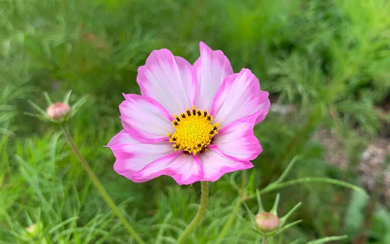 Cosmos Tip Top - 50 graines