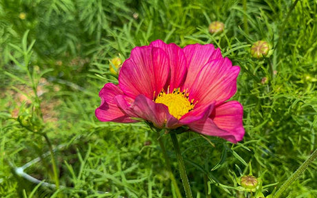 Cosmos Xsenia - 50 seeds