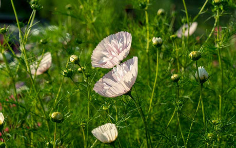 Cosmos Cupcakes Blush - 50 seeds