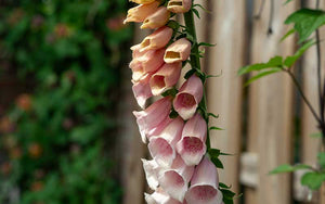 Foxglove Dalmatian Peach - 50 seeds