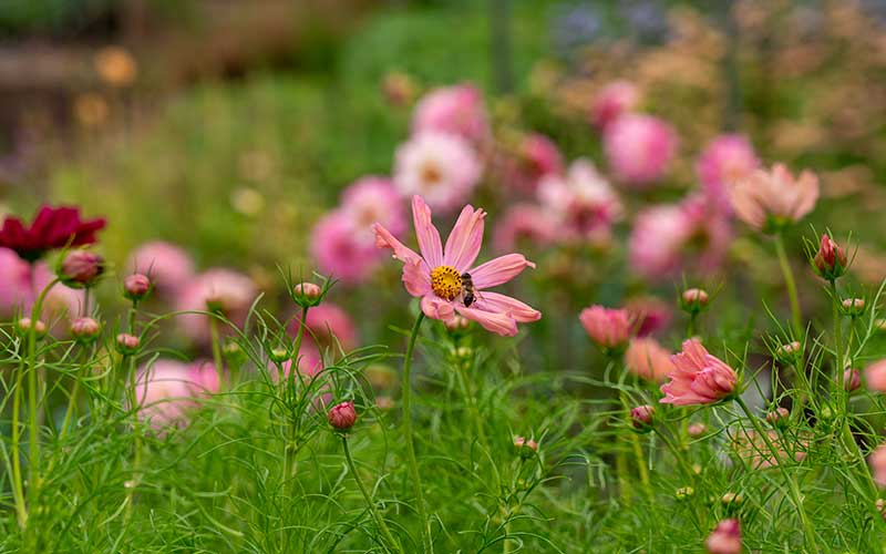 Cosmos Apricotta - 50 seeds