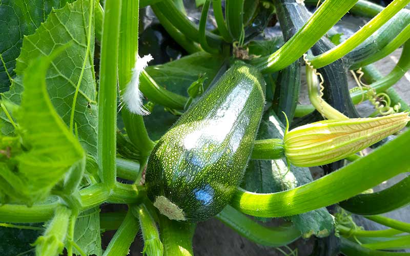 Kletterzucchini Black Forest: Hoher Ertrag, vertikales Gärtnern – The ...