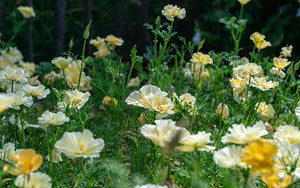 California Poppy Cream Swirl - 100 seeds