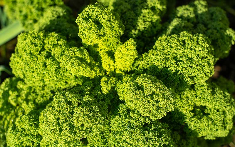 Curly Kale