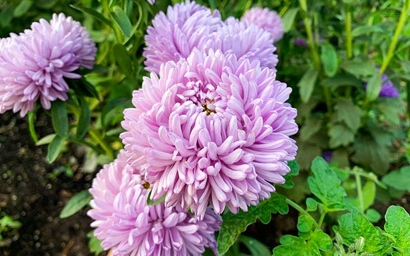 Chinesische Aster Lady Coral Lavendel - 50 Samen