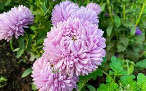 Chinese Aster Lady Coral Lavender - 50 seeds