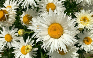 Chrysanthemum leucanthemum - Crazy Daisy - 50 seeds