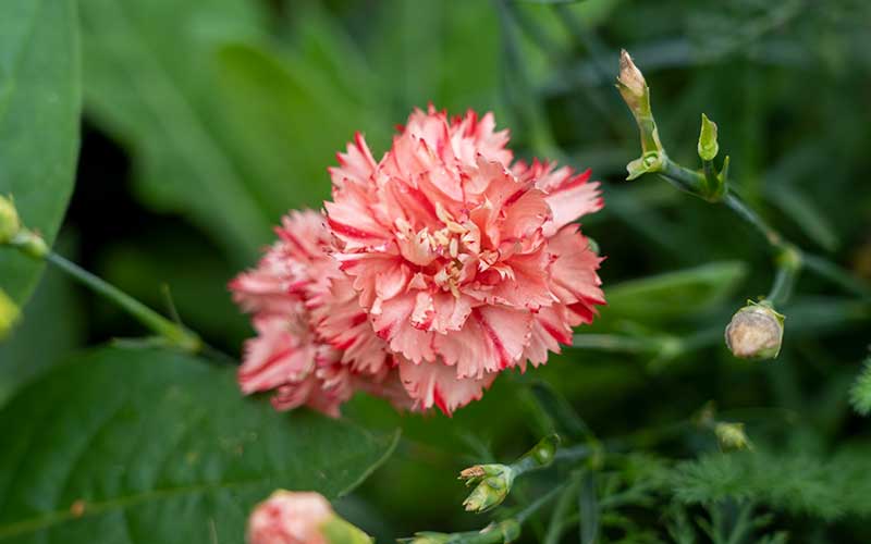 Raspberry Ripple Dianthus: Langdurige, geurige anjers - Koop nu zaden ...