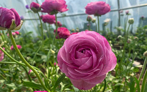 Ranunculus - Violetta - 10 corms - large size