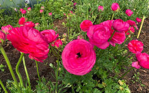 Ranunculus - Raspberry - 10 corms - large size