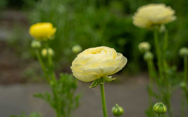 Ranunculus - Vanilla Cream - 10 corms - large size