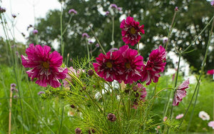 Cosmos Double Click Cranberries  50 seeds