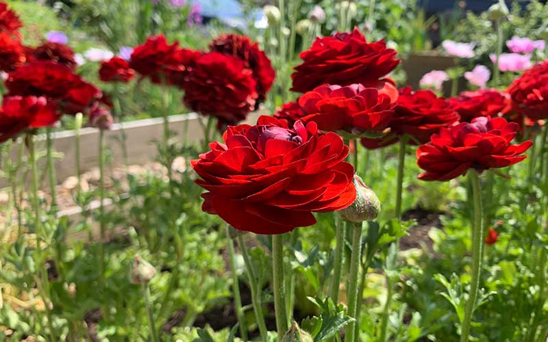 Ranunculus - Maroon - 10 corms - large size