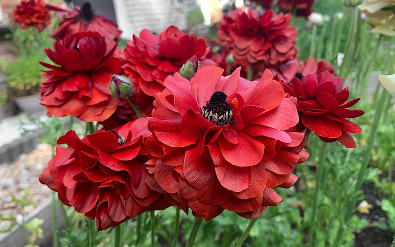 Ranunculus - Maroon - 10 corms - large size