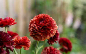 Ranunculus - Maroon - 10 corms - large size