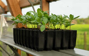 Sturdy Deep 40 cells Seed Tray - Expected 03th April