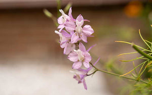 Delphinium Belladonna (Larkspur) - 150 seeds