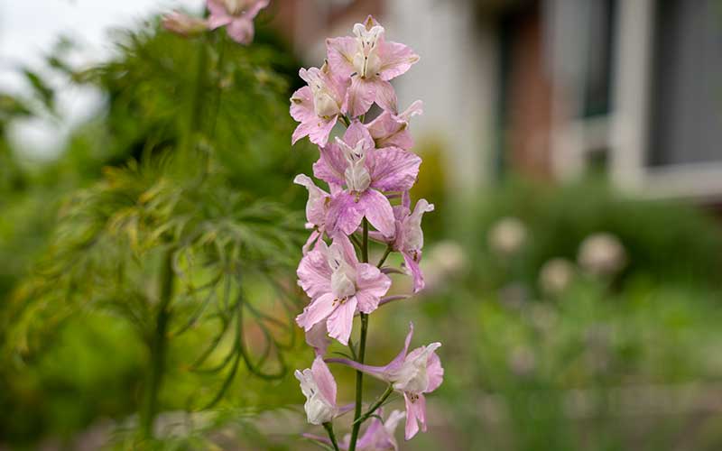 Delphinium Belladonna (Leeuwerspoor) - 150 zaden