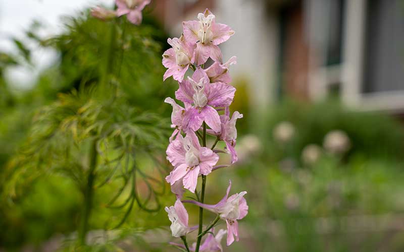 Stunning Larkspur Belladonna Seeds for Elegant Cottage Gardens – The Farm  Dream