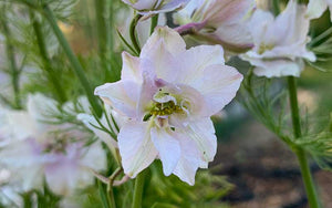 Delphinium Smokey Eyes (Larkspur) - 150 seeds