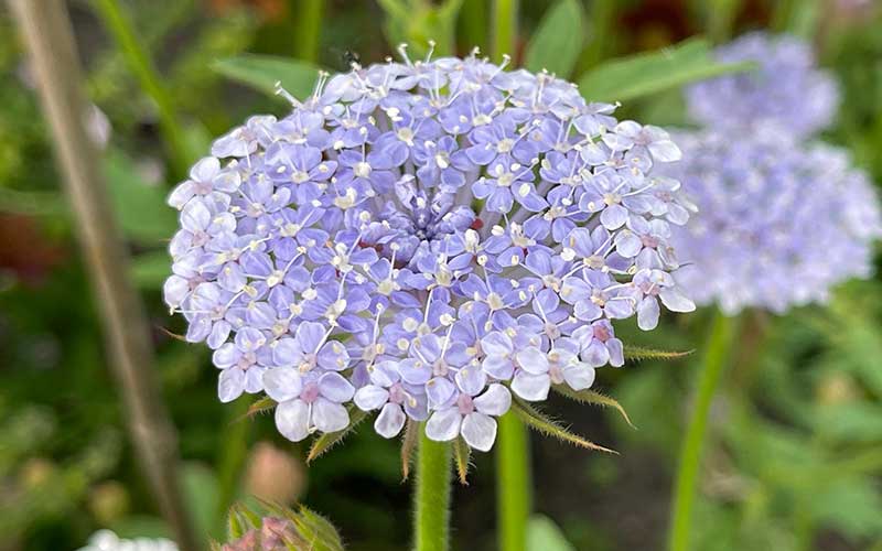 Didiscus blaue und weiße Spitzenblumen