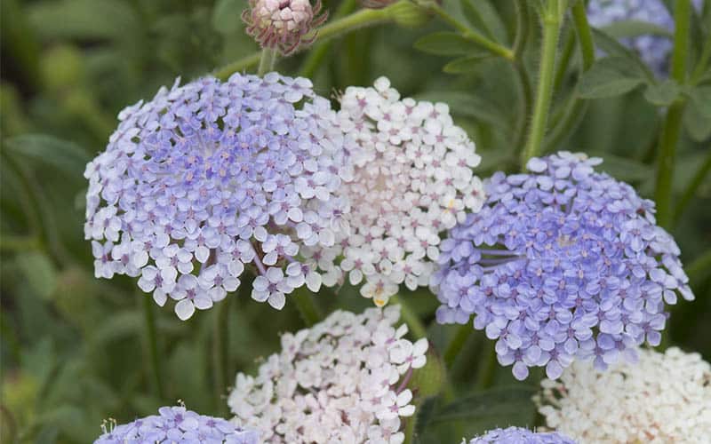 Didiscus blaue und weiße Spitzenblumen