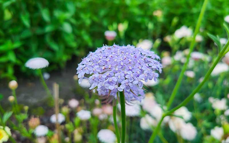 Didiscus blauwe en witte kanten bloemen