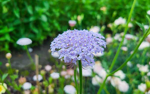 Didiscus blaue und weiße Spitzenblumen