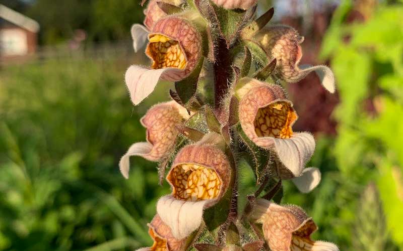 planting digitalis seeds Digitalis lanata Cafe Creme