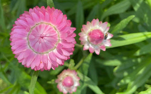 Strawflower Silvery Rose - 300 seeds