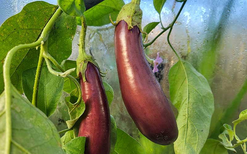 eggplant - Violetta Lunga 2