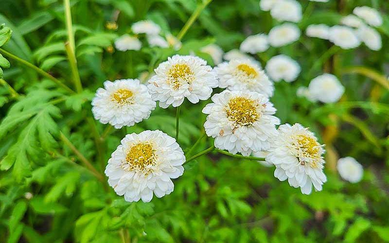 Feverfew Tetra White - 50 seeds